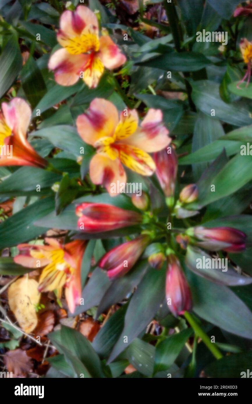 Pinhole Photography Flowers Series.New, Age-defying, digital age, lensless, stand-out, high resolution, pinhole image of Alstroemeria Indian Summer, Stock Photo