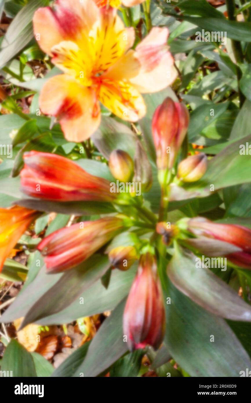 Pinhole Photography Flowers Series.New, Age-defying, digital age, lensless, stand-out, high resolution, pinhole image of Alstroemeria Indian Summer, Stock Photo