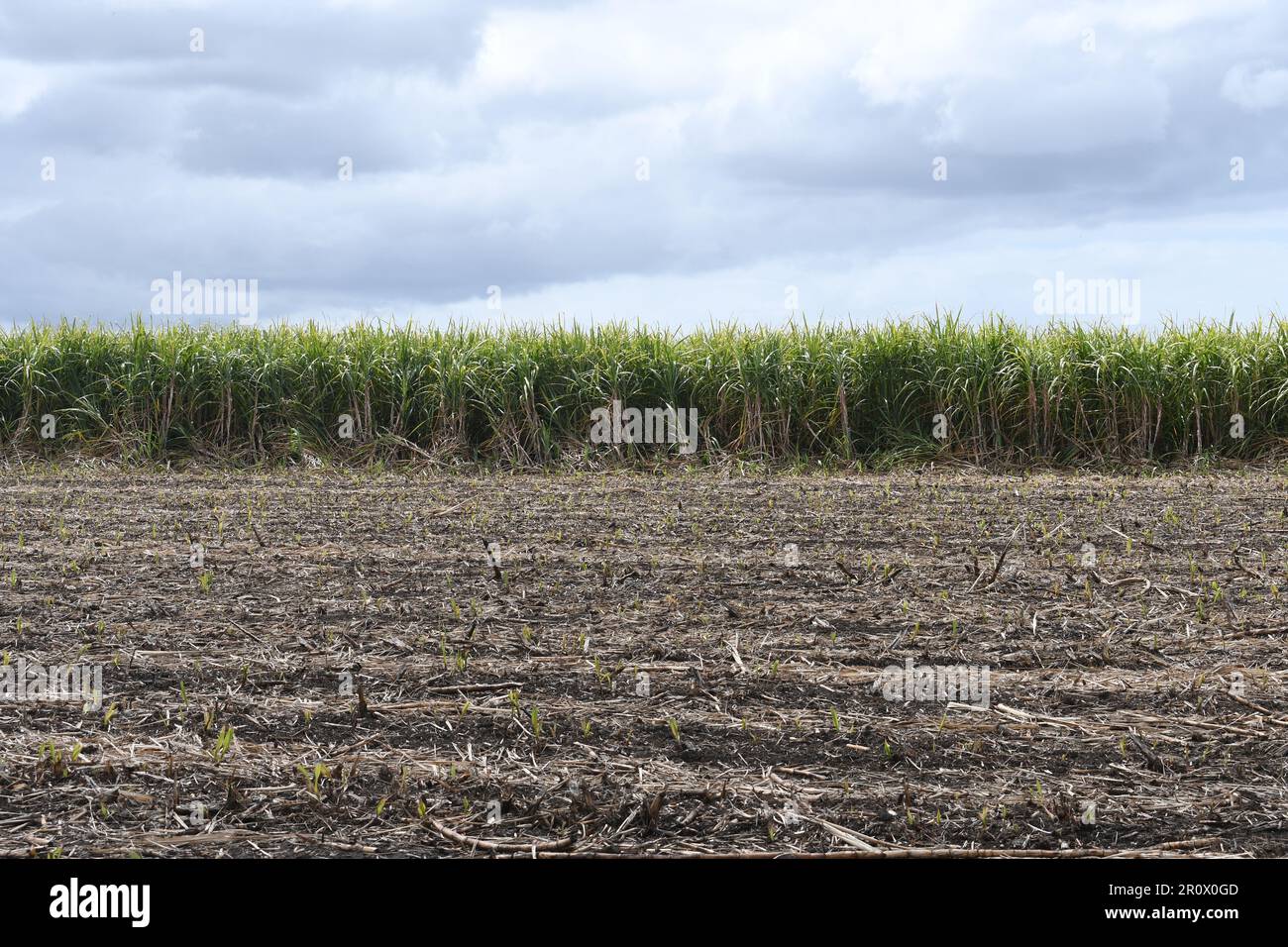 Sugarcane field in Australia Stock Photo