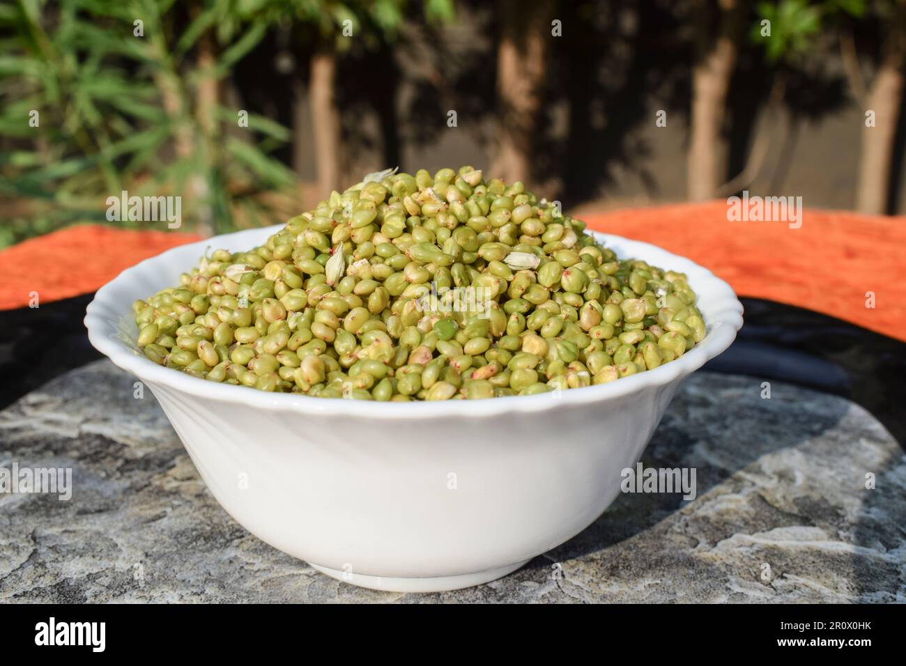 Ponkh or Paunk Hurda are Tender Sorghum grains special Winter food from GUjarat and Maharatra Stock Photo