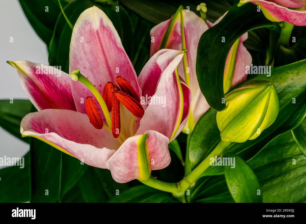 Asiatic lily,blooming colorful pink flower close up,decorative elegant petals,plant from the group of hybrids that originated from East Asian species Stock Photo