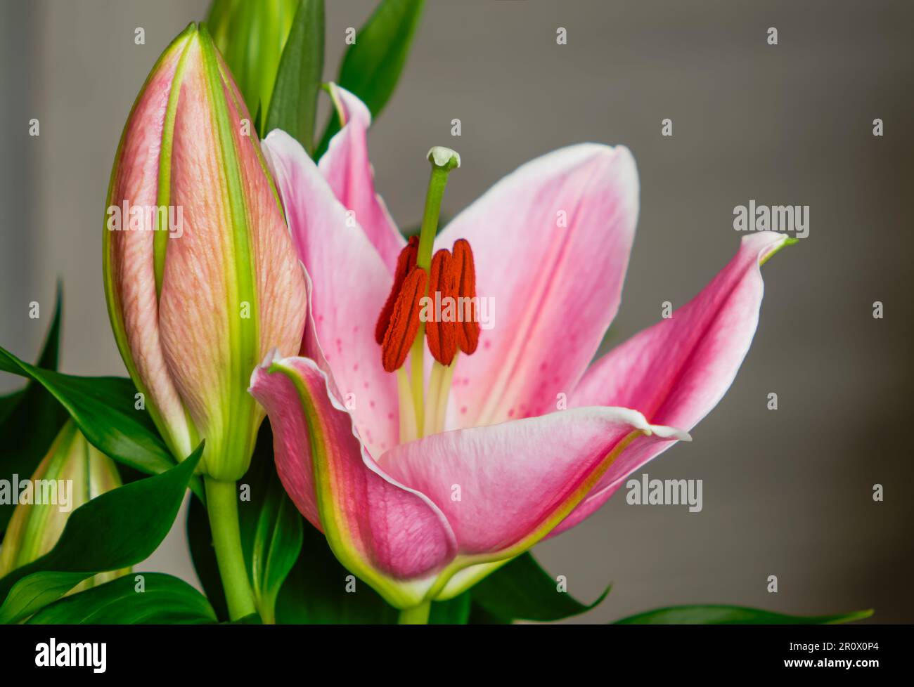 Asiatic lily,blooming colorful pink flower close up,decorative elegant petals,plant from the group of hybrids that originated from East Asian species Stock Photo