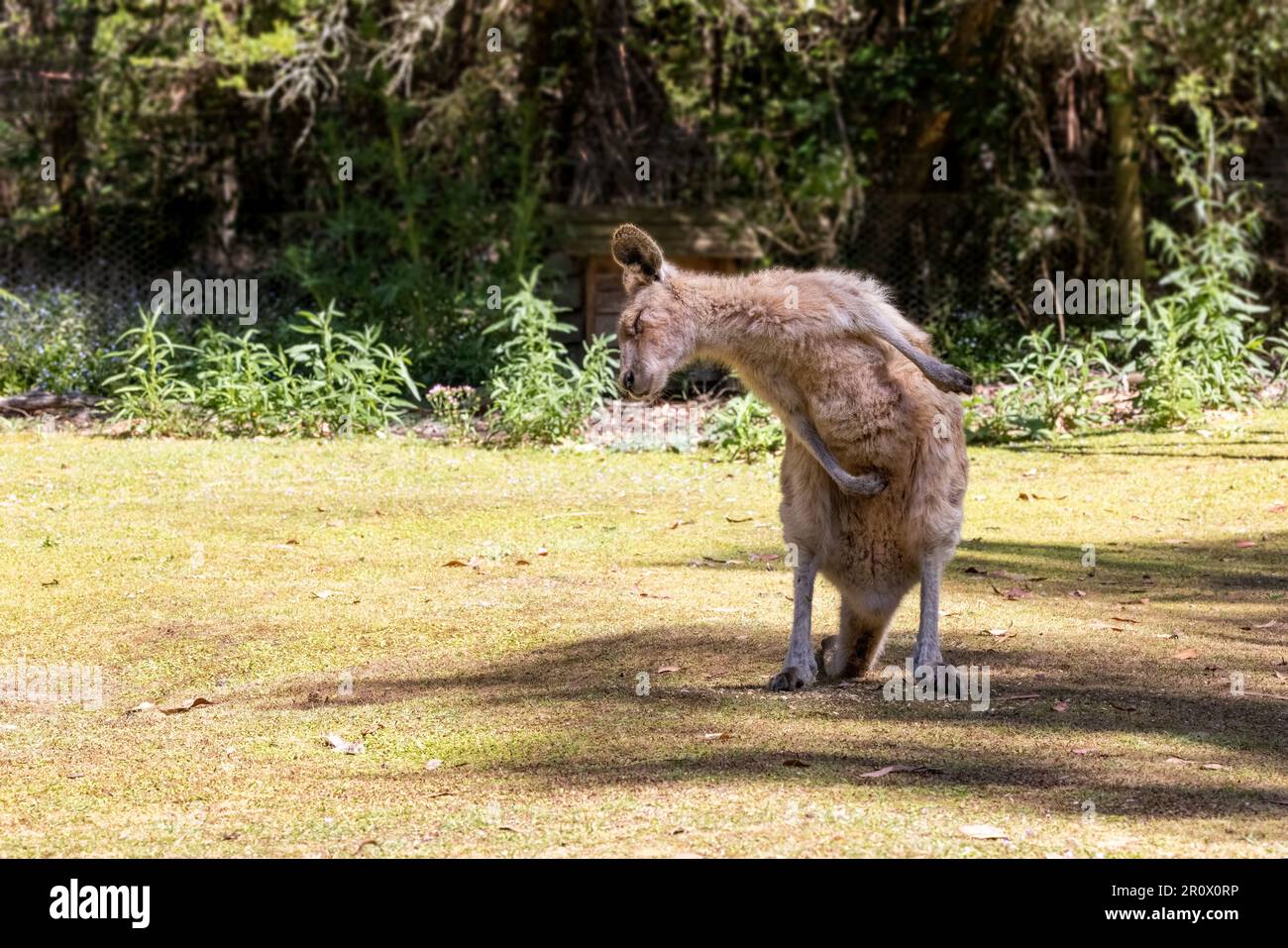An adult forester kangaroo, Macropus giganteus tasmaniensis, in Tasmania, Australia. A subspecies of the Eastern Grey kangaroo, and the largest marsup Stock Photo