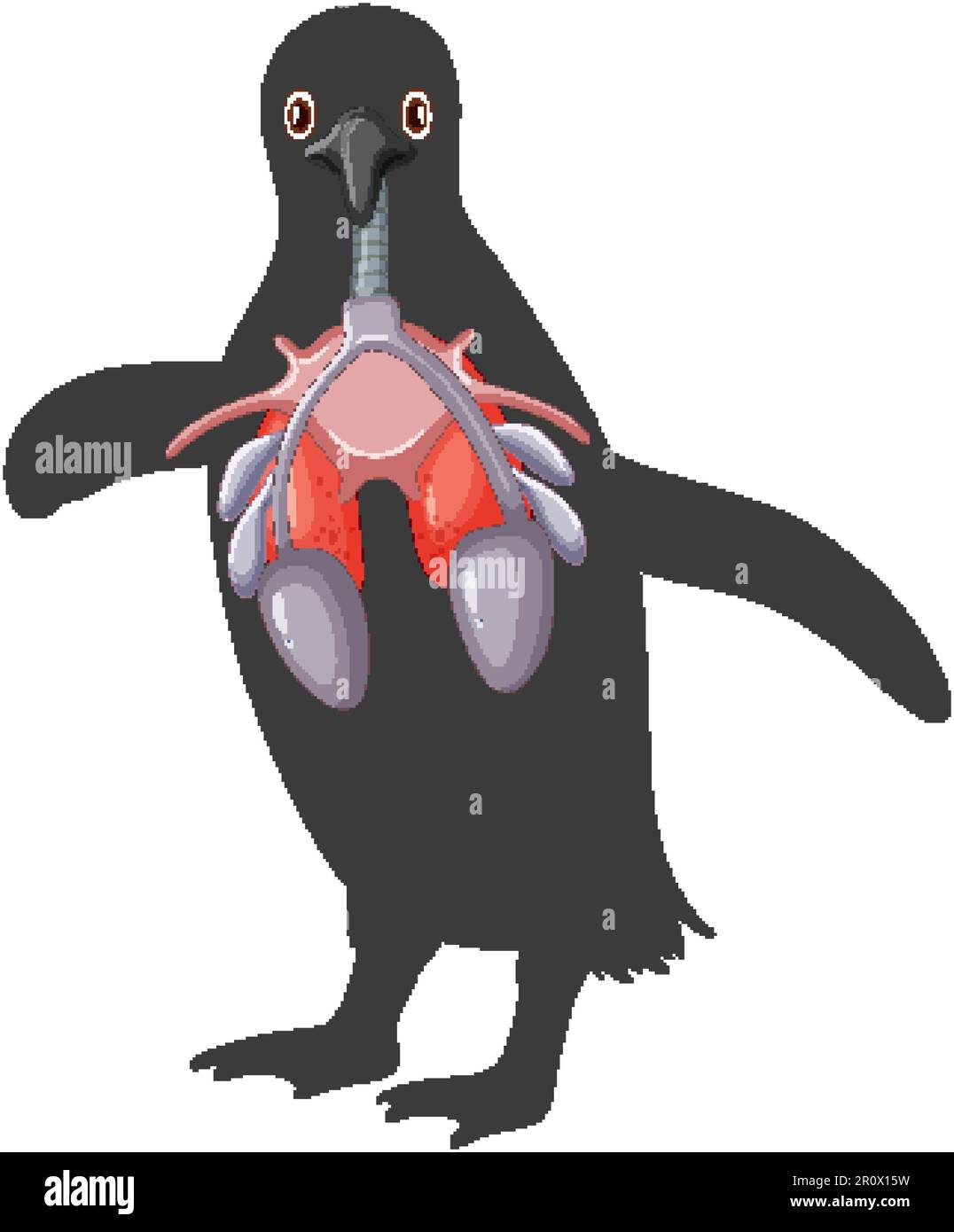 Penguin respiratory system cartoon illustration Stock Vector Image