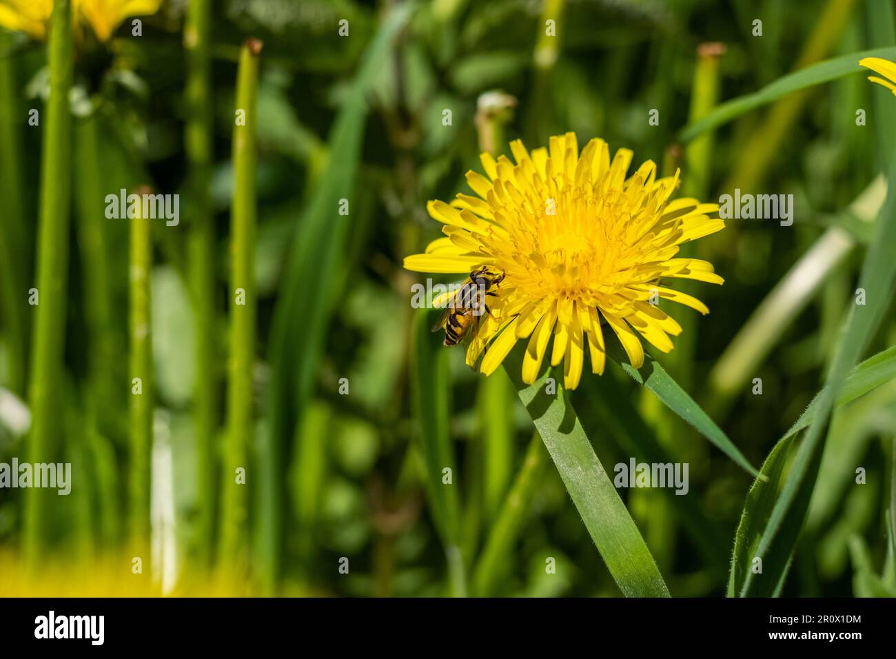 hoverfly on dandelion Stock Photo