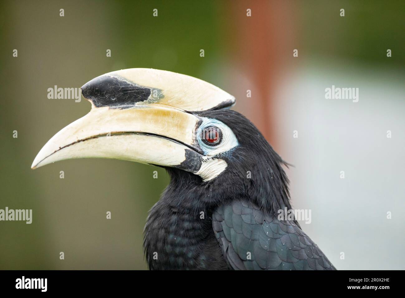Close up of a male oriental pied hornbill perched on a sea defence construction barrier in Singapore. Stock Photo