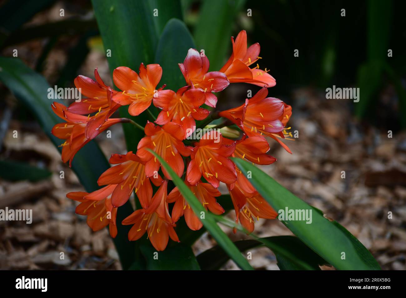 Clivia Miniata, Natal lily, Kaffir lily or bush lily: brilliant orange flower stock photo in high resolution Stock Photo