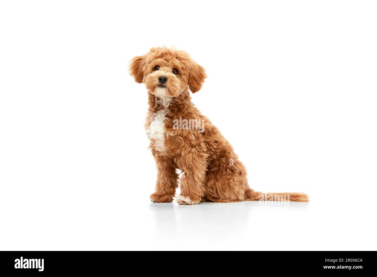 Red toy maltipoo 2025