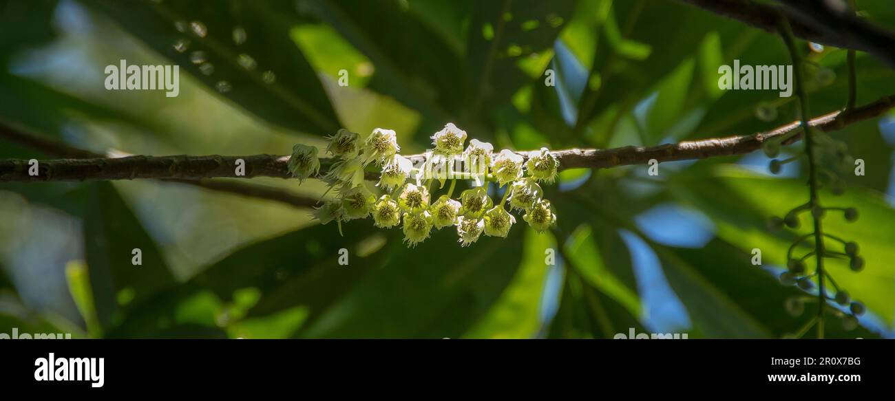 Creamy white racemes of blossom on branches of Australian  Blue Quandong tree, Elaeocarpus angustifolius. Tiny flowers of  Queensland rainforest. Stock Photo