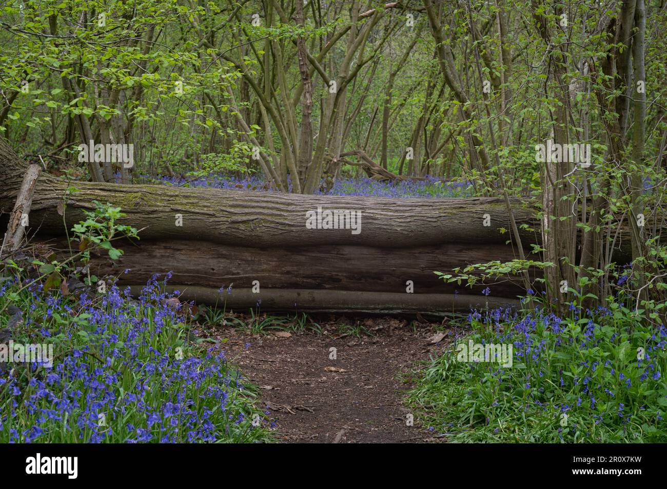 Bulebells in Hillhouse woods in West Bergholt, Essex. Blue, purple flowers, green trees, spring mood. Stock Photo