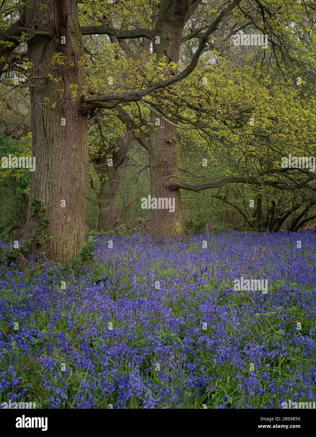 Bulebells in Hillhouse woods in West Bergholt, Essex. Blue, purple flowers, green trees, spring mood. Stock Photo
