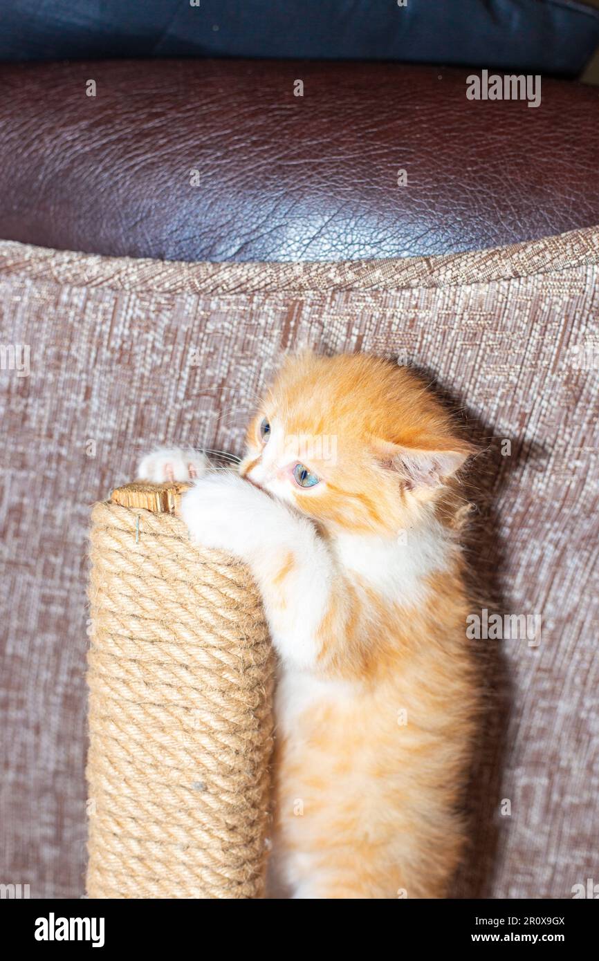 Kitten Scratching little kitten plays with a scratching post. the kitten climbs into the ...