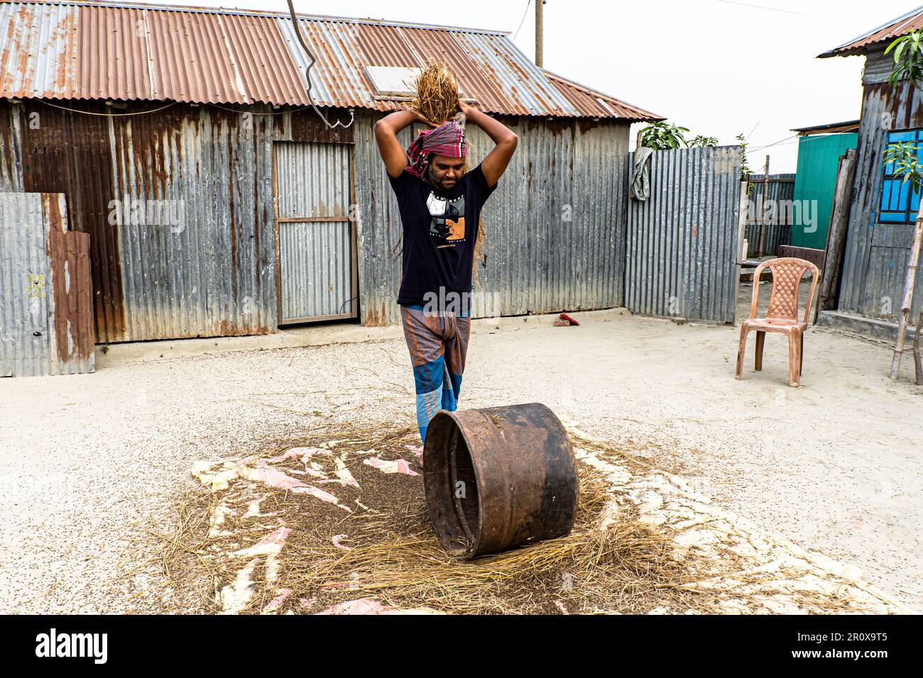 Farmers threshe paddy rice in a traditional style. A farmer from Bangladesh is threshing paddies manually Stock Photo