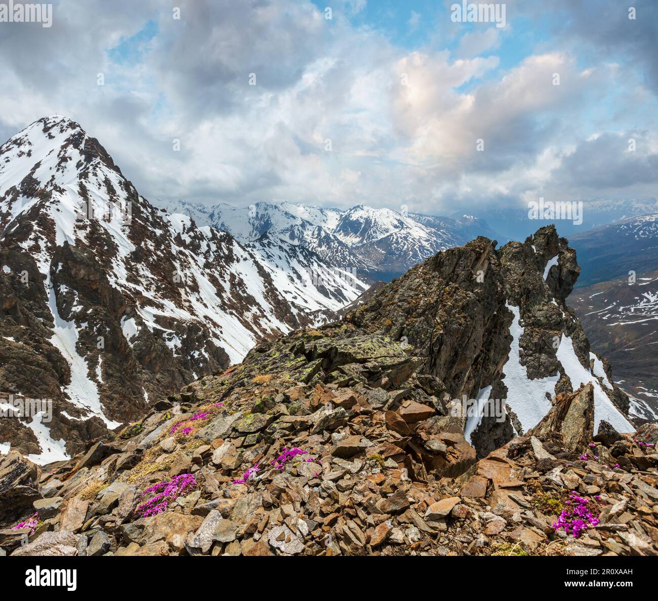 Mountain view from the Karlesjoch cable ski lift upper station (3108m., near Kaunertal Gletscher on Austria-Italy border) with alp purple saxifrage op Stock Photo