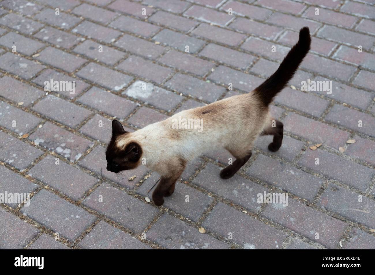 Cat. Stray cat walking through the streets of Madrid. Animal companion. Cat with blue eyes and with black limbs. Very docile pet. Photograph of a cat. Stock Photo