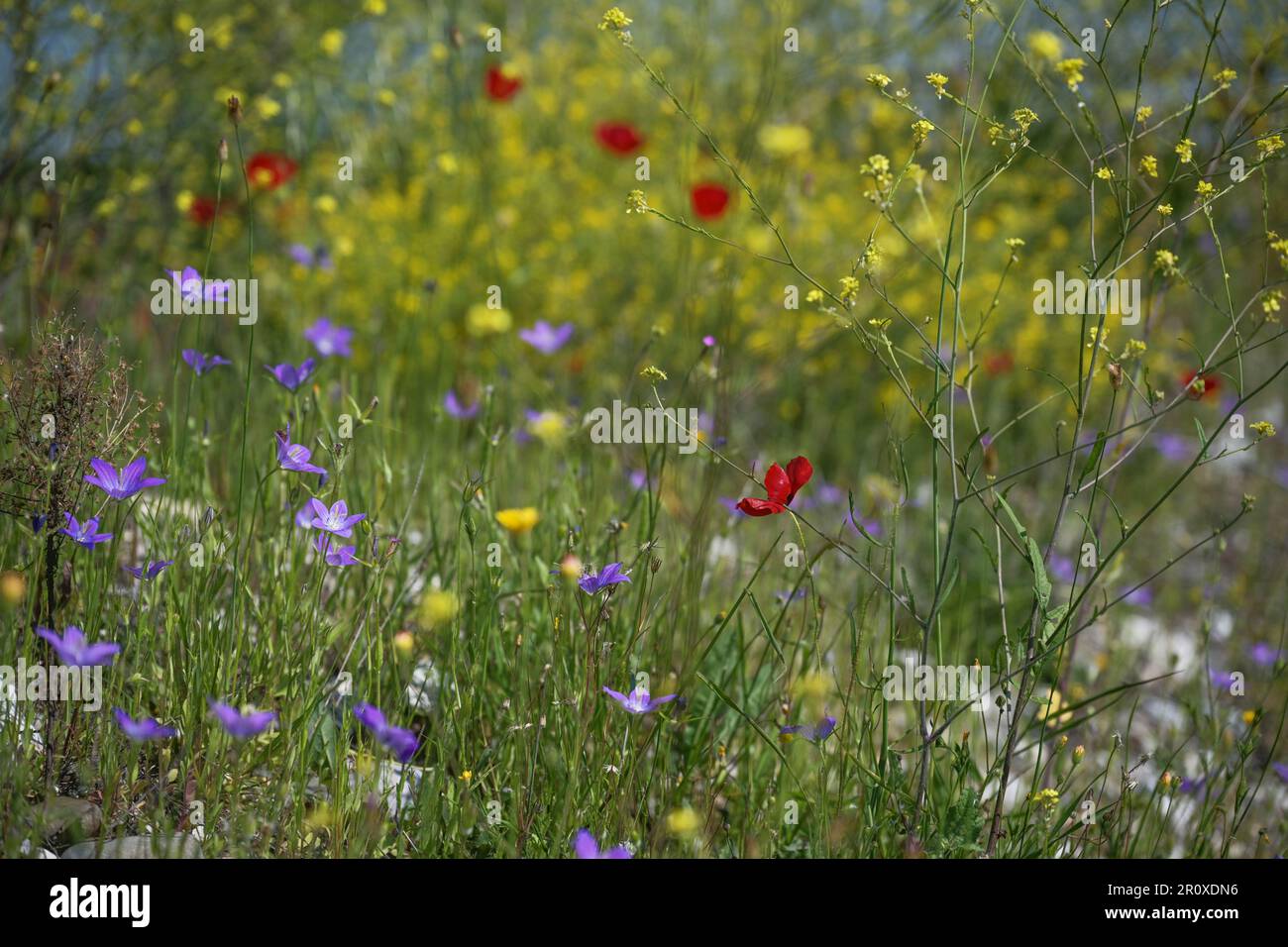 Flower meadow with blue spreading bellflower (Campanula patula), red poppy (Papaver rhoeas) and yellow feral rapeseed (Brassica napus), selected focus Stock Photo