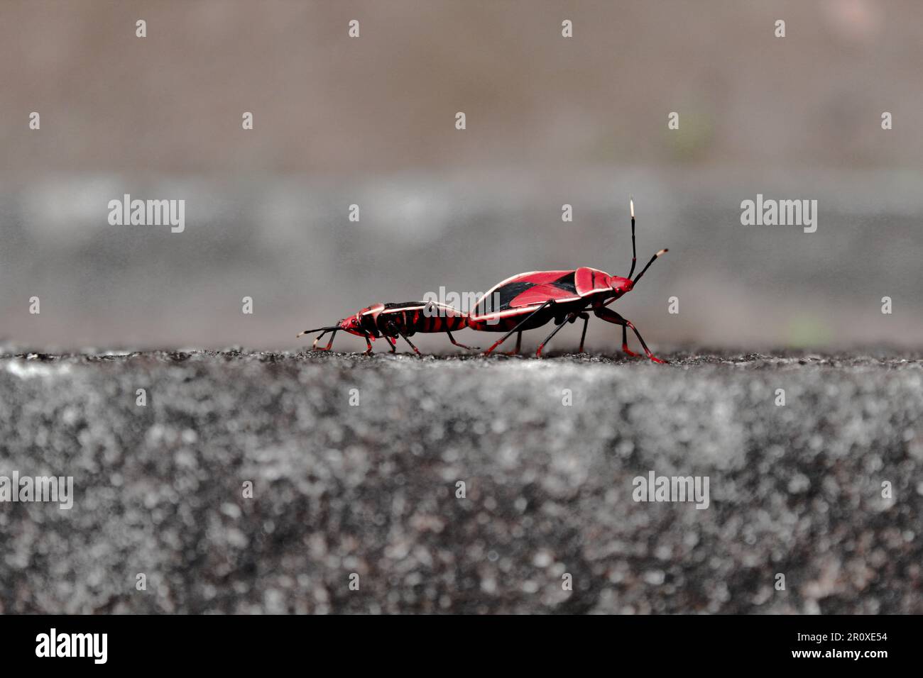 Mating of Insects : Red cotton stainer bug (Dysdercus cingulatus) Stock Photo