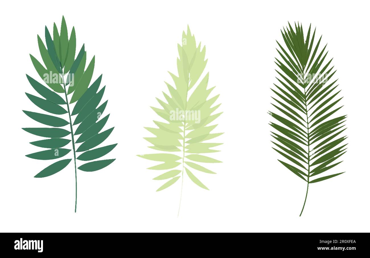 set vector illustraion of tropical leaves isolated on white background ...
