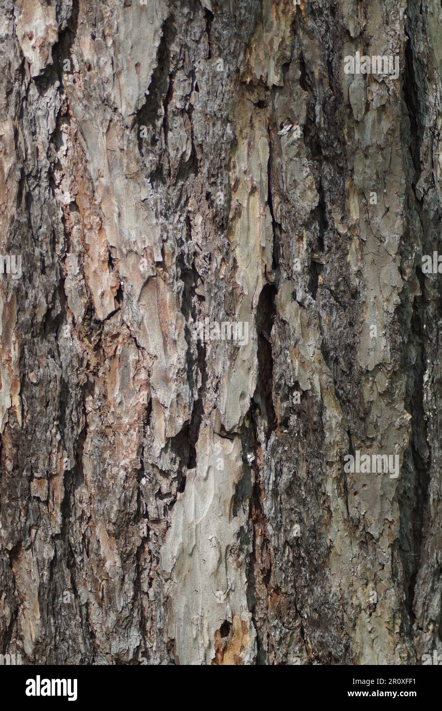 Photo of tree bark Coarse surface structure Stock Photo