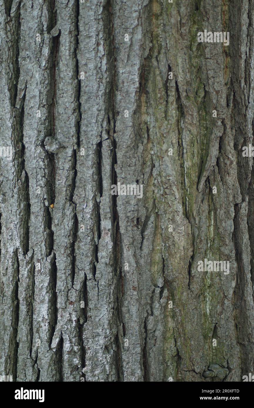 Photo of tree bark rough surface structure Stock Photo