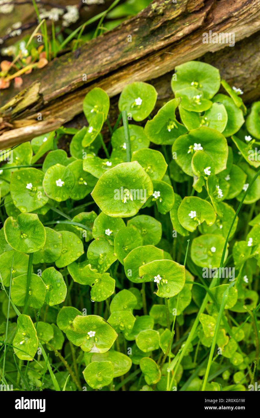 Claytonia perfoliata, commonly known as miner's lettuce, Indian lettuce, or winter purslane, It is an edible flowering plant in the family Montiaceae Stock Photo