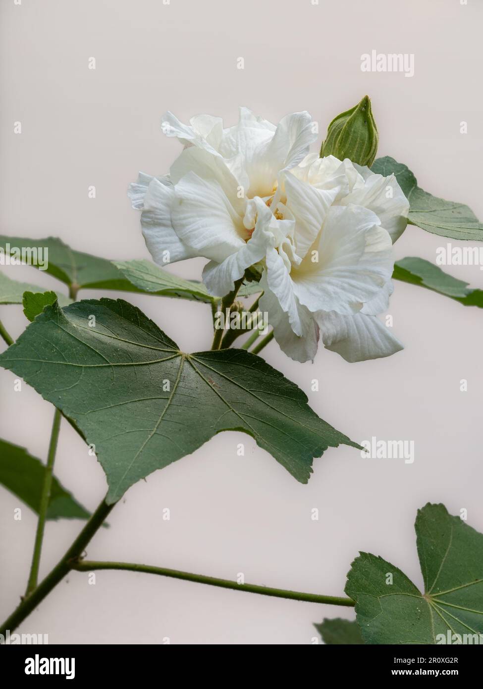 Closeup view of fresh white hibiscus mutabilis flower aka Confederate rose or Dixie rosemallow with foliage and bud isolated on white background Stock Photo