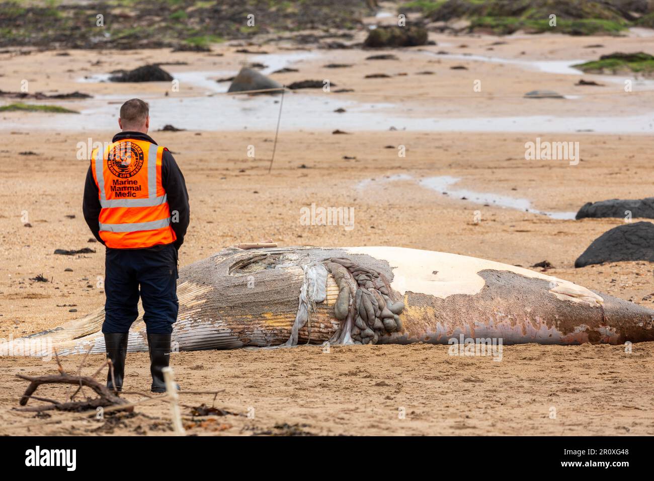 A juvenile  Minke whale washed up on North Berwick beach Stock Photo