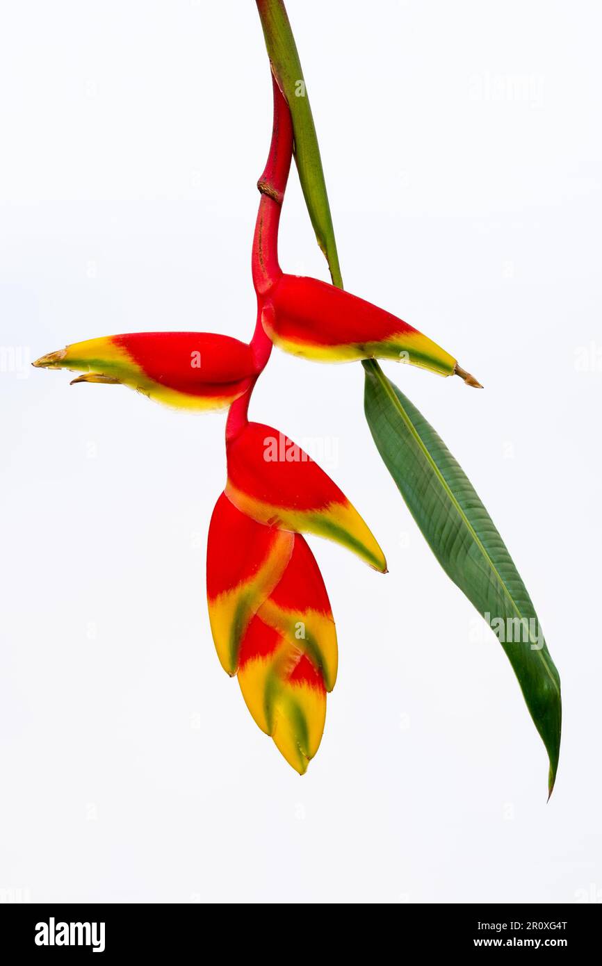 Closeup view of red yellow and green flower of heliconia rostrata aka hanging lobster claw or false bird of paradise isolated on white background Stock Photo
