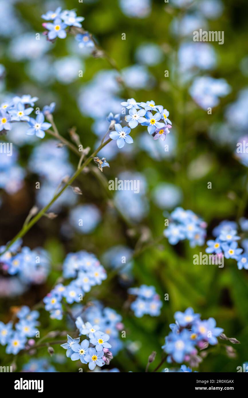 Beautiful Little blue flower Stock Photo - Alamy