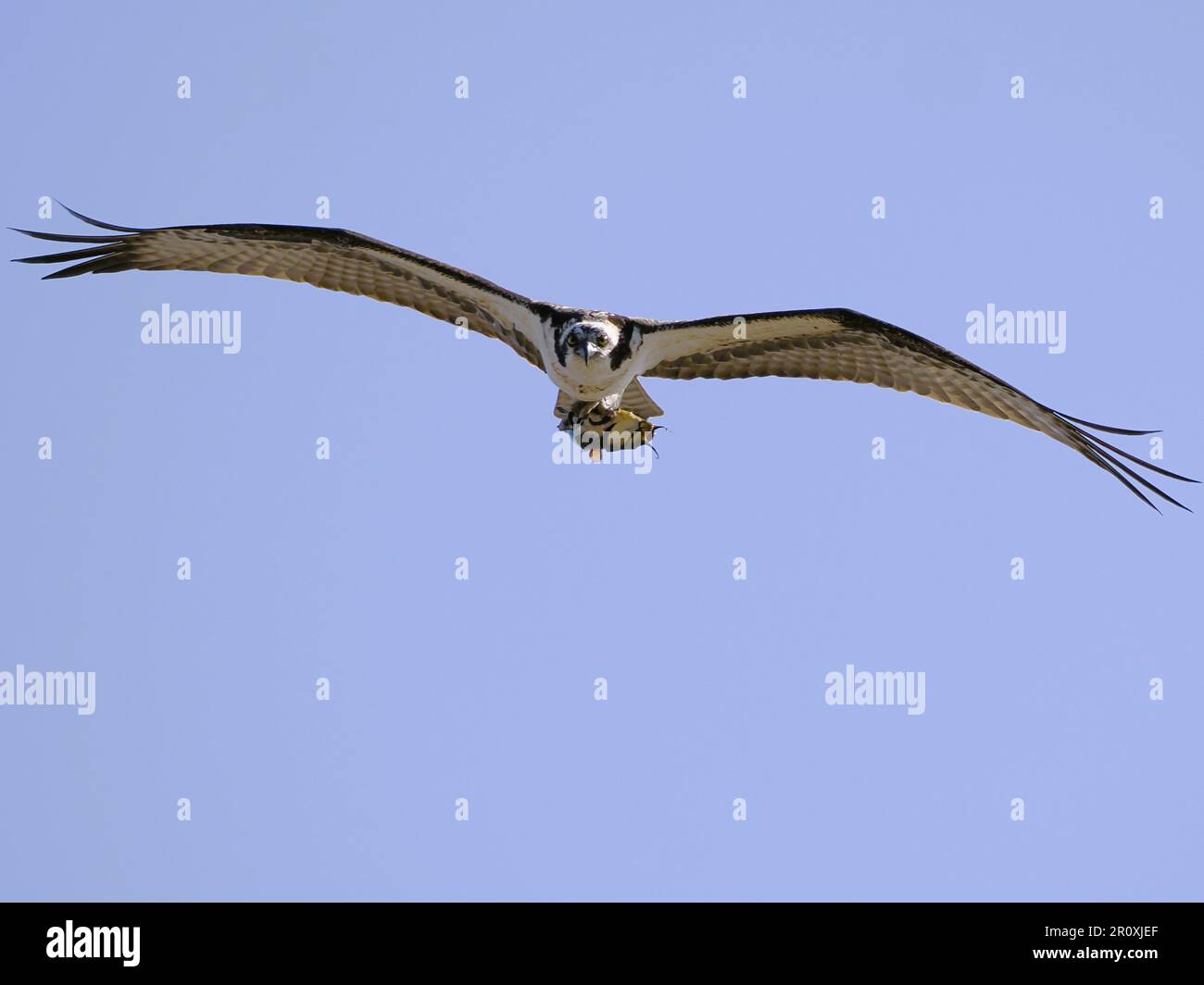 A majestic osprey eagle soars through the crisp blue sky, wings ...