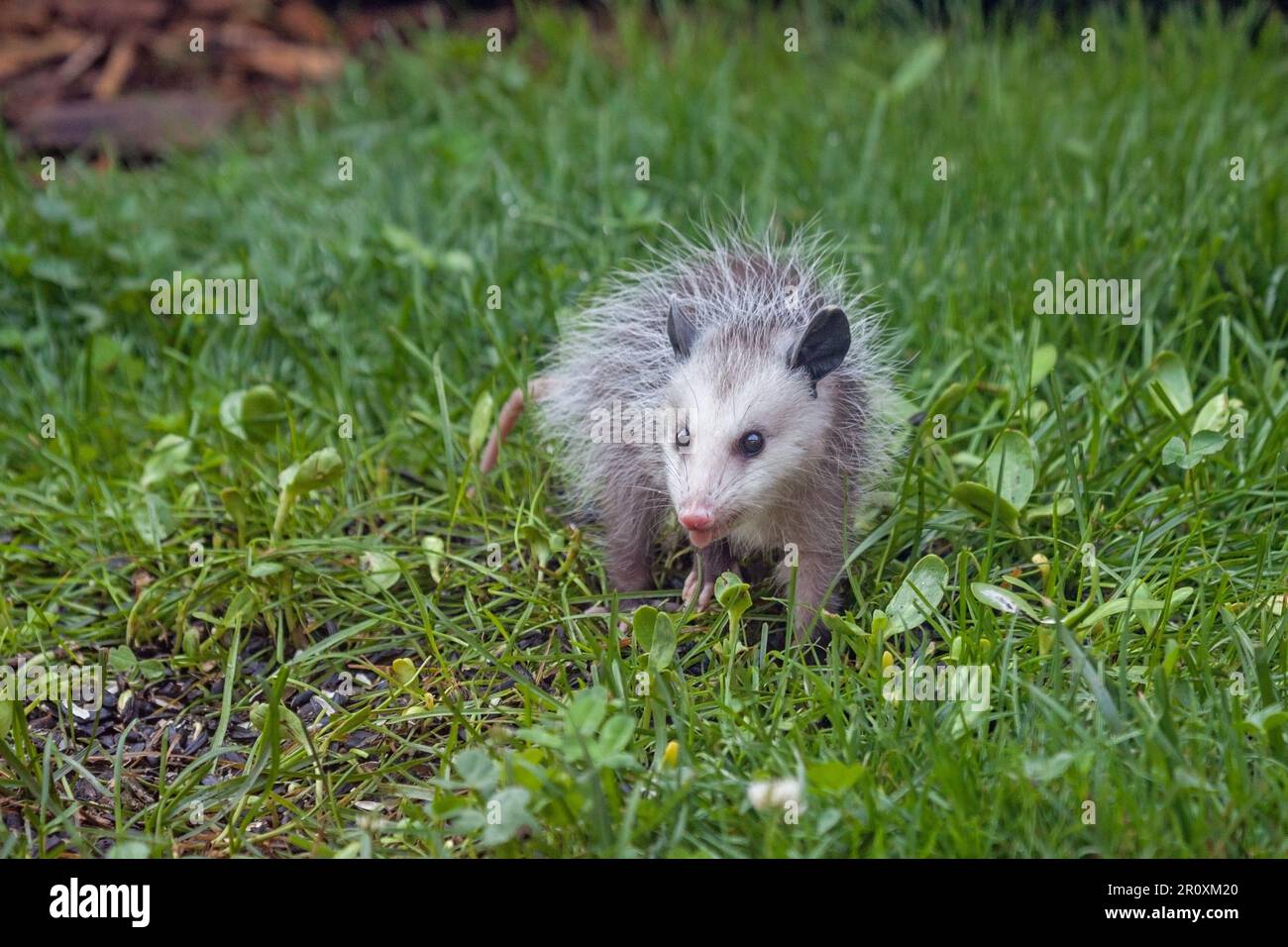 An opossum searches for fallen seeds in the green grass of a backyard. Stock Photo