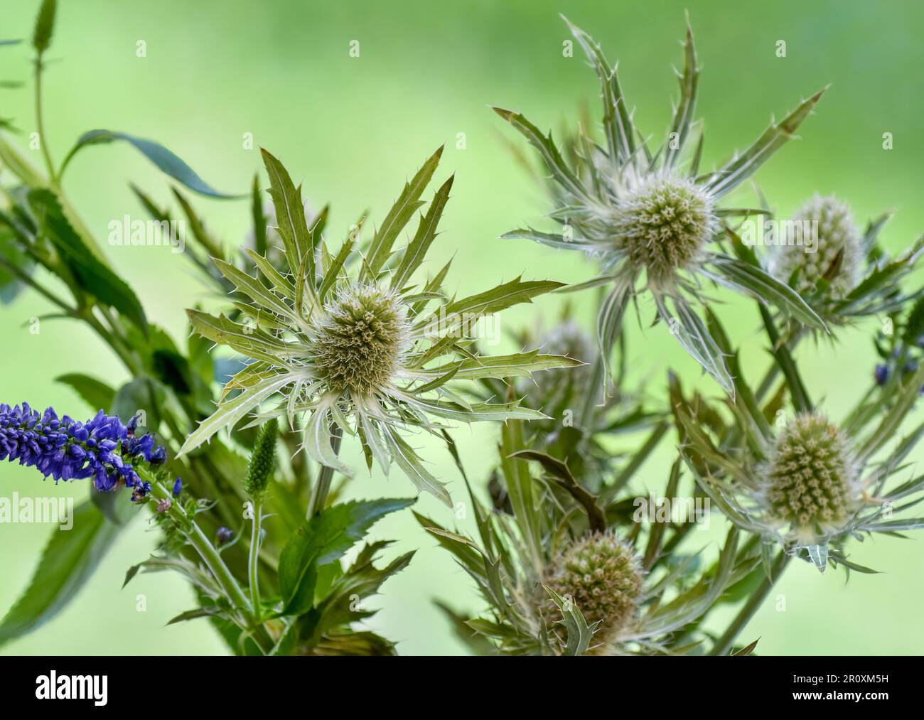 The faded flowers of Sea Holly (Eryngium) Stock Photo