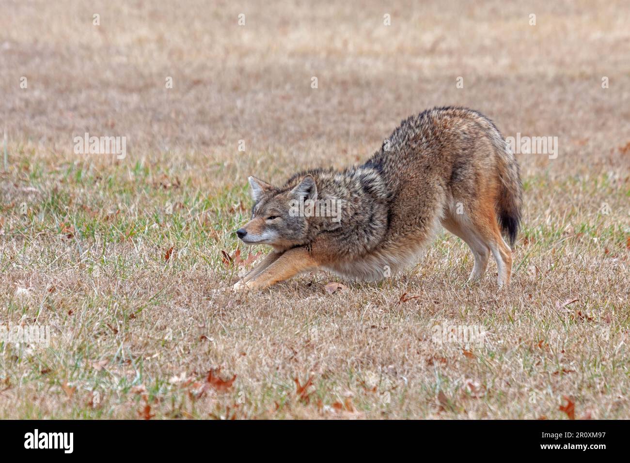 A coyote stretches in an open prairie. Its front paws are down, its  rear end up, as if in a downward dog yoga position. Stock Photo