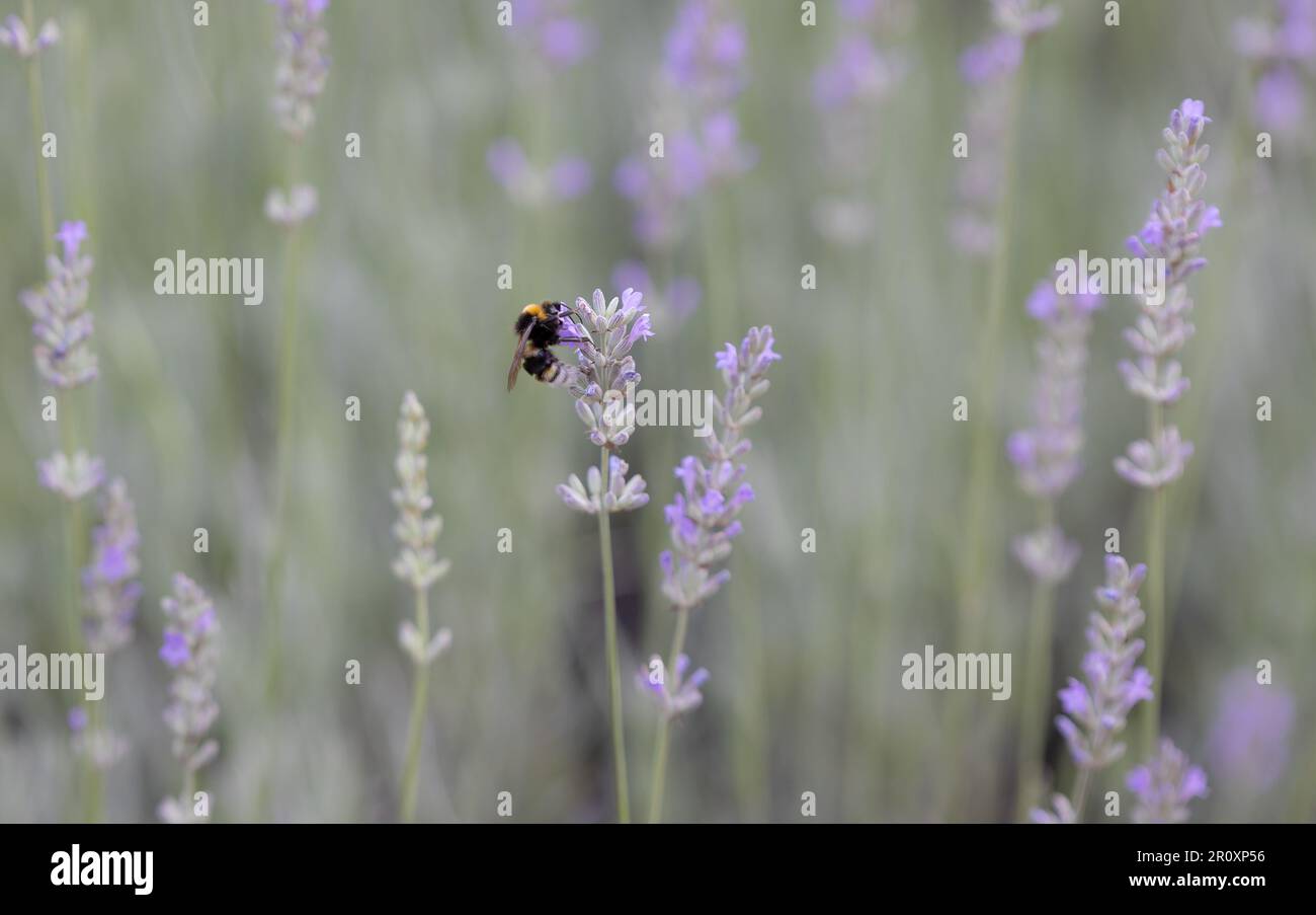 A bumble bee on a lavender. Lavender field. Summer time. Pollen collection. Stock Photo