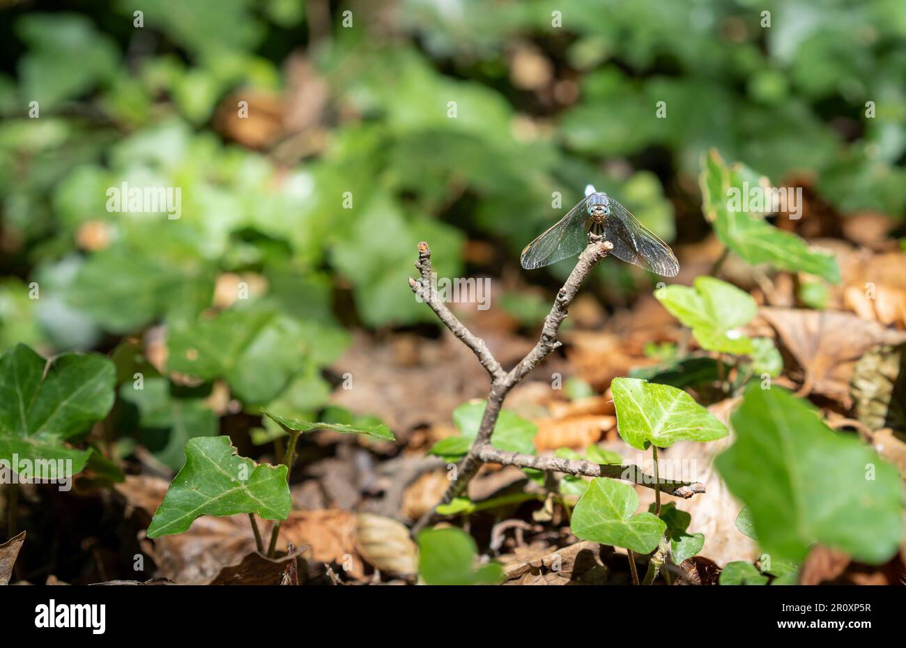 Male blue emperor dragonfly (Anax imperator). Sunbathing among ivy leaves. Face to face. Sunny day. Stock Photo