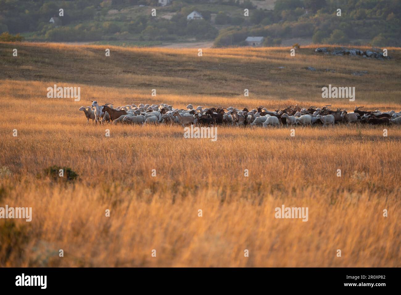 Herd of sheep and goats grazing in the pasture at sunset. Countryside ...