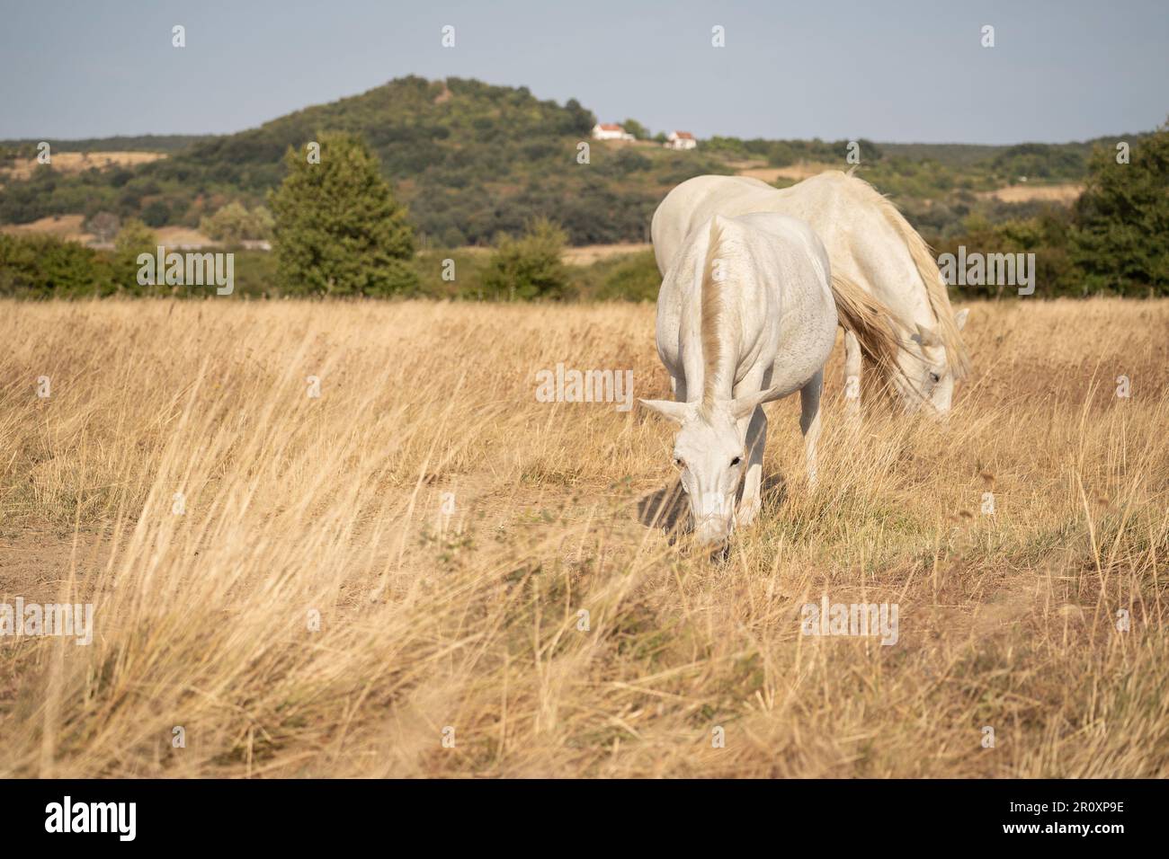 Two grey horses are grazing in the meadow. White horse. Landscape in the background. Sunny day. Stock Photo