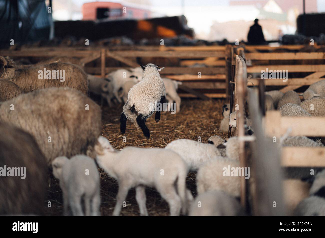 Setting Sheep A flock of sheep in a rustic barn setting Stock Photo - Alamy