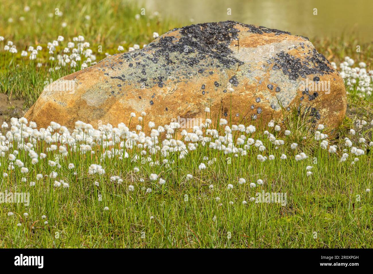 White cottongrass that bloom on the meadow with a colorful rock Stock Photo