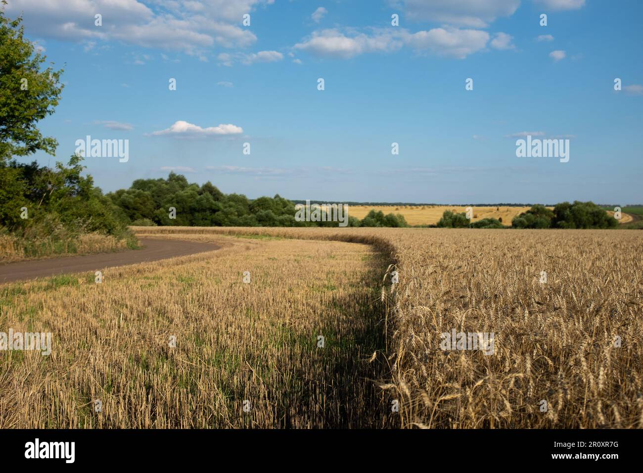Wheat field in summer sunset against blue sky Stock Photo