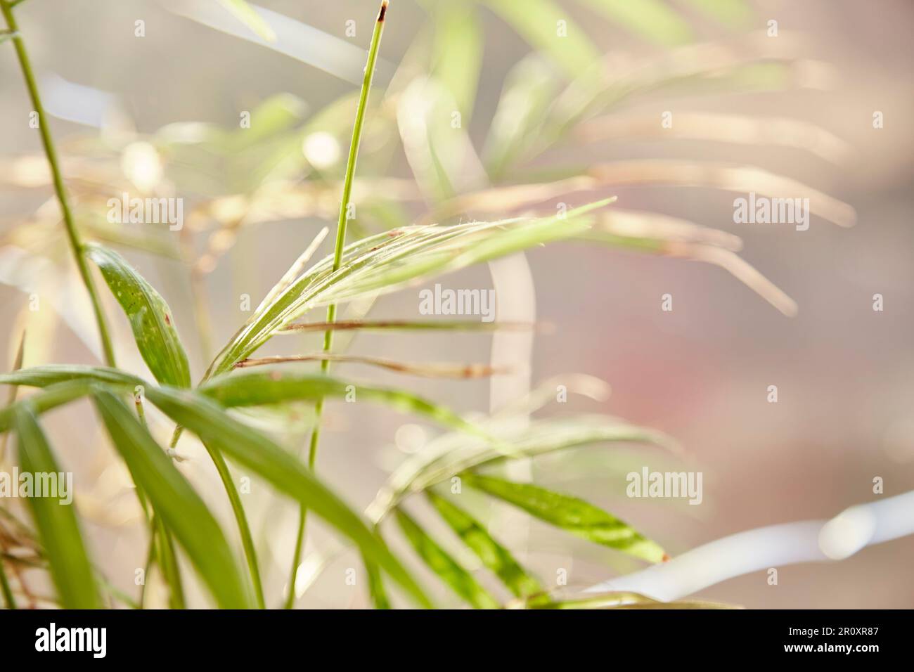 Sick houseplant. Wilt leaves close-up on sunny day. Stock Photo