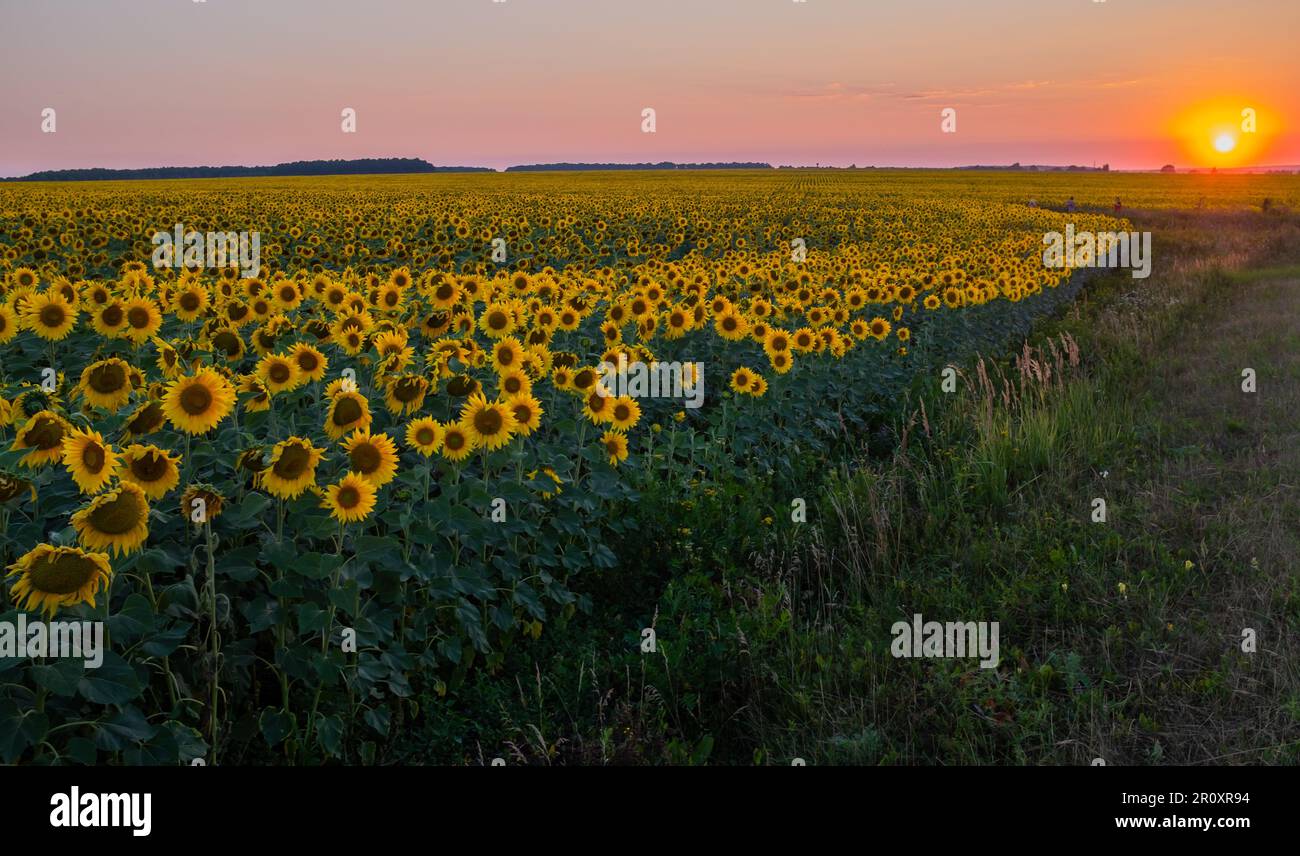 Sunflower field against pink sunset sky and sundisk Stock Photo