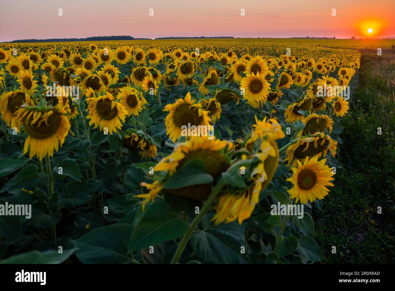 Sunflower field against sunset sky Stock Photo - Alamy