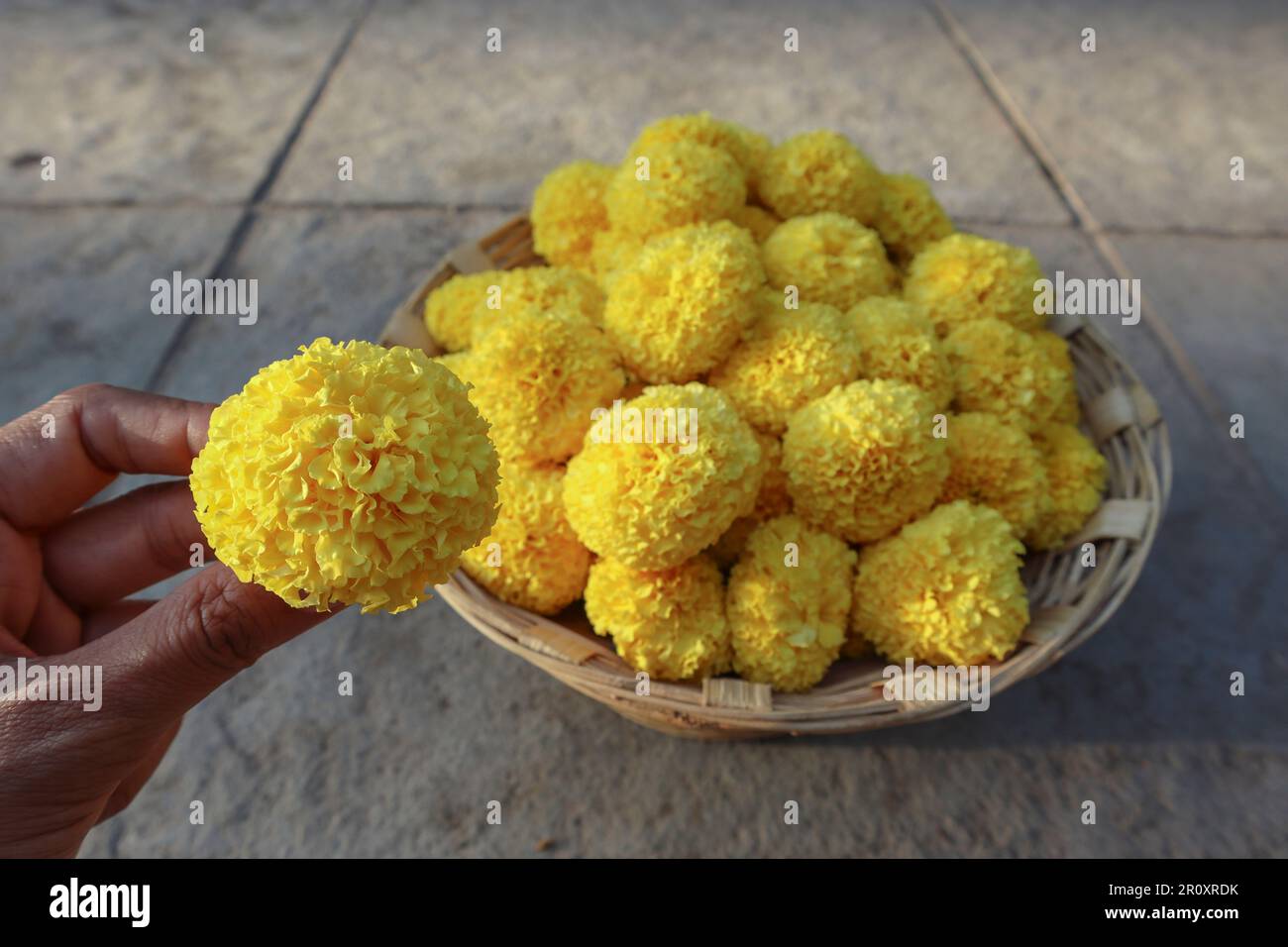Female holding Fresh Marigold flowers bunch in wicker basket on floor Stock Photo