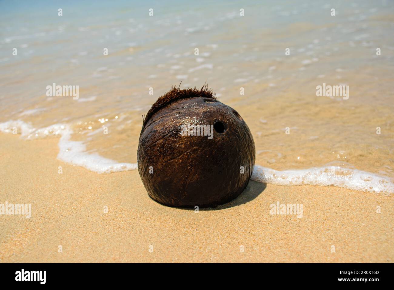 Coconut in a beach on the sand Stock Photo Alamy
