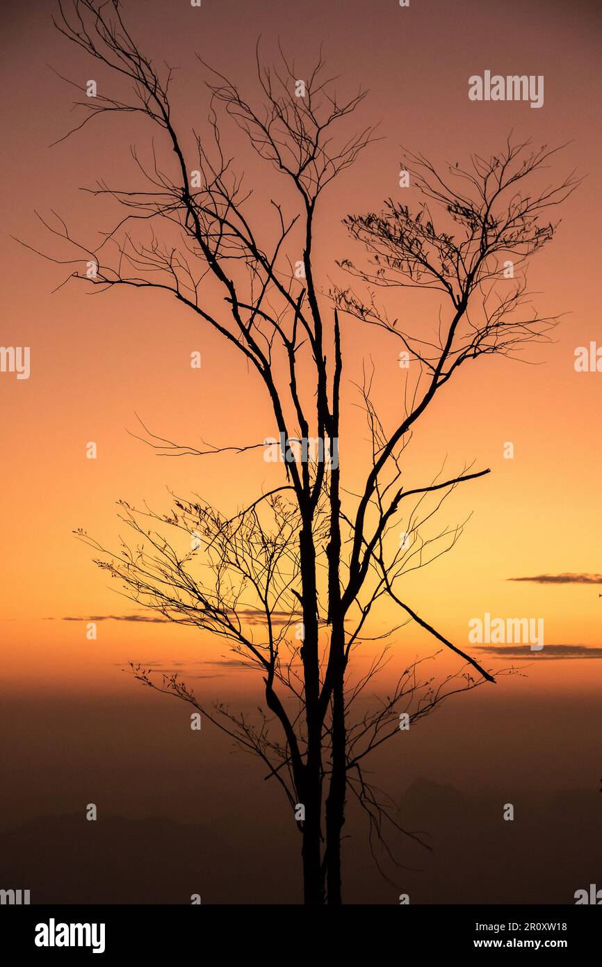 Tree silhouette With the sunrise light in the morning Stock Photo - Alamy