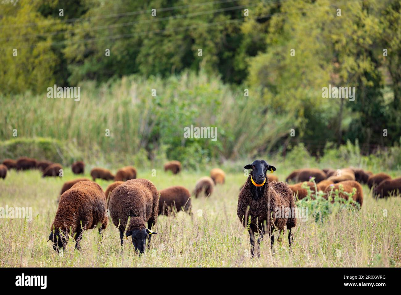 Black ripollesa sheep breed flock (ovis aries), ovella ripollesa. Alt Empordà, Girona, Catalonia. Stock Photo
