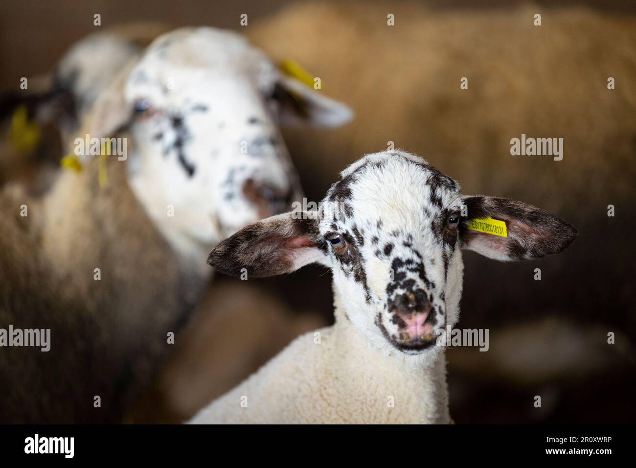 Ripollesa sheep breed flock (ovis aries), ovella ripollesa. Alt Empordà, Girona, Catalonia. Stock Photo