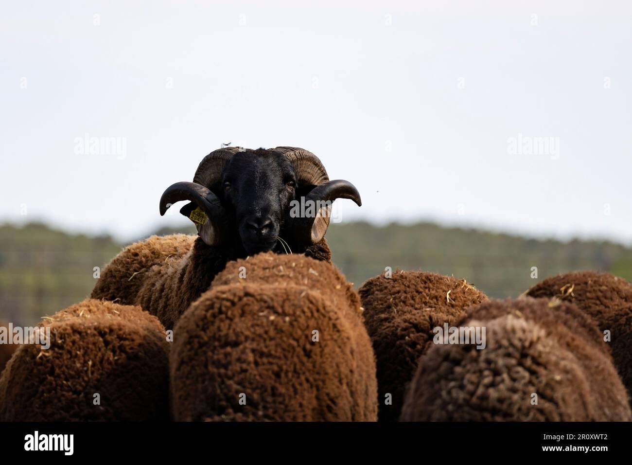 Black ripollesa sheep breed ram (ovis aries), ovella ripollesa. Alt Empordà, Girona, Catalonia. Stock Photo