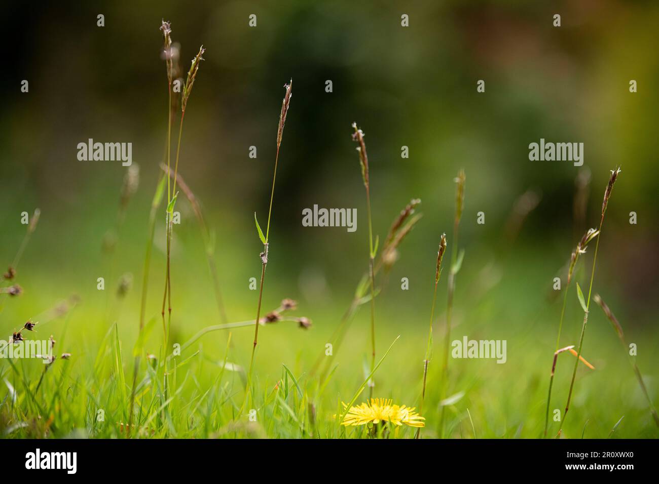 Grasses and wild flowers in an unmowed lawn Stock Photo